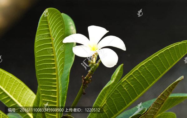 雞蛋花，雞蛋花；