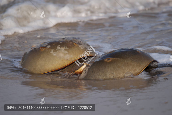 沖浪中的馬蹄蟹
