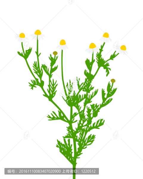 洋甘菊