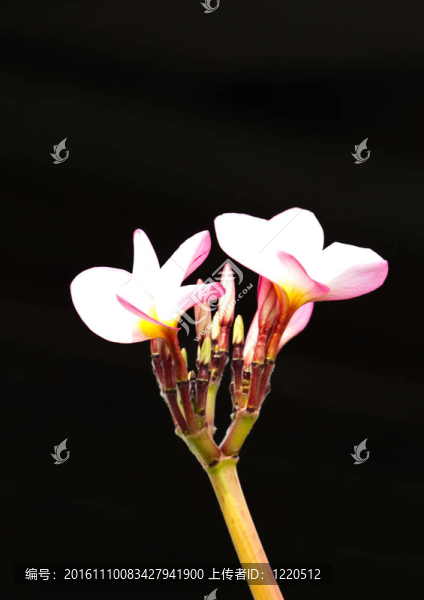 雞蛋花，雞蛋花；