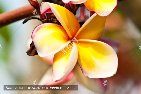 雞蛋花，雞蛋花；