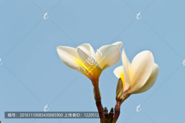 雞蛋花，雞蛋花；