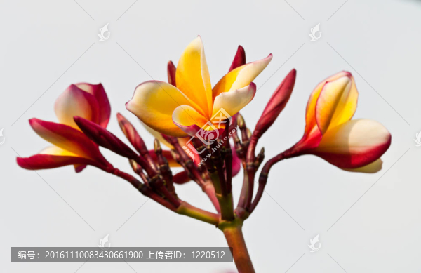 雞蛋花，雞蛋花；
