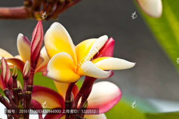 雞蛋花，雞蛋花；