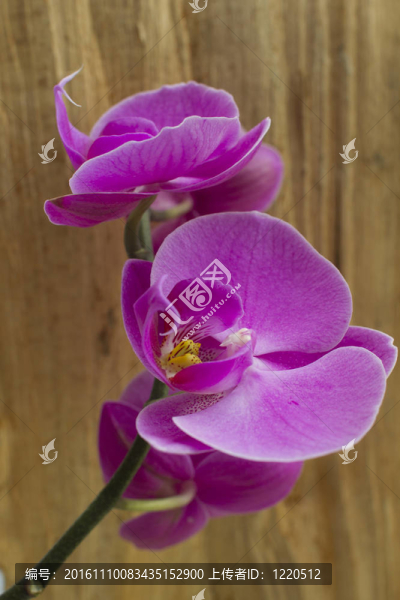 紫蘭花特寫