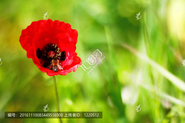 隱藏的蜜蜂