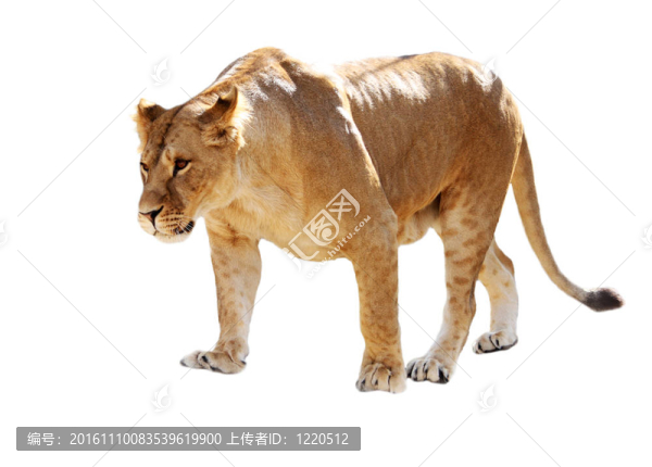 獅子林