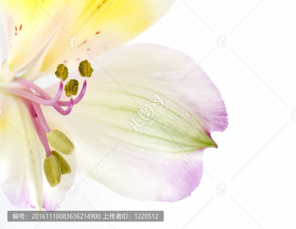 關(guān)閉圖像alstroemerias開花