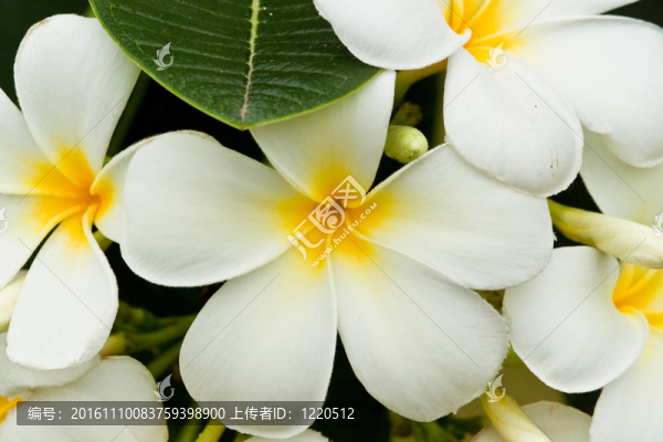 美麗的春天的花朵