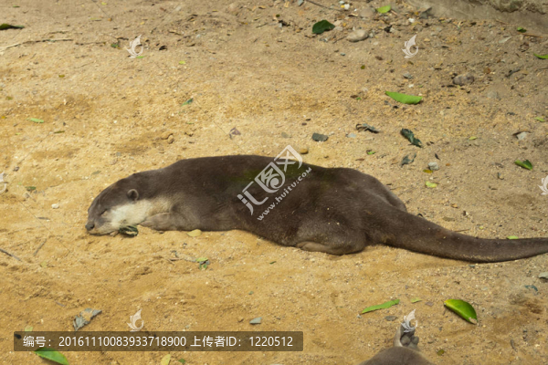 水獺睡覺(jué)