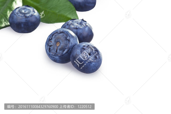 白色背景上的藍(lán)莓