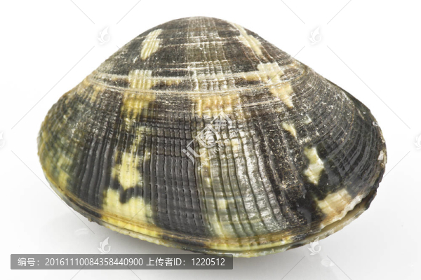 活蛤接近白色
