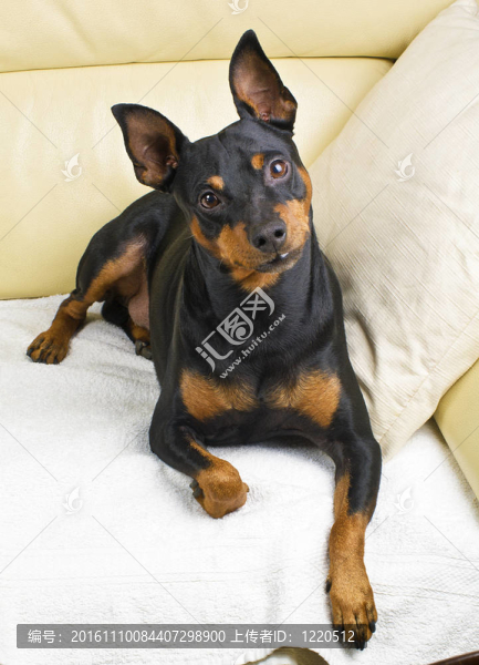 犬的狗在沙發(fā)上