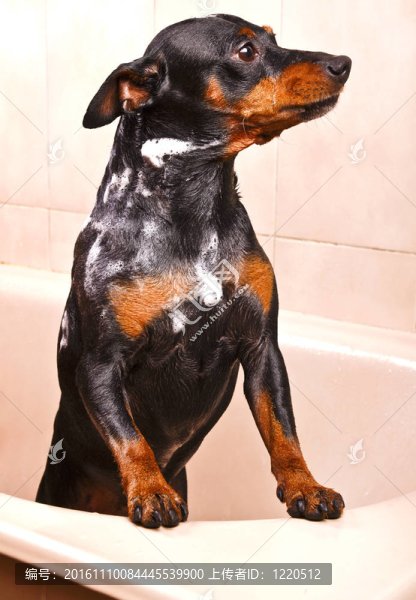 犬的狗坐在浴缸里洗