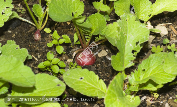 從土壤中生長的紅蘿卜