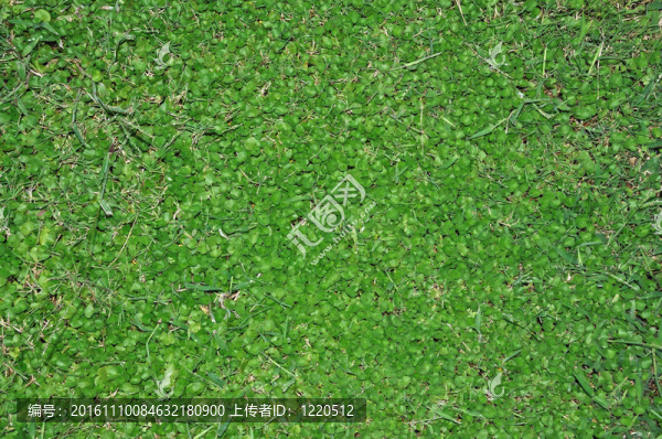 草綠色的背景