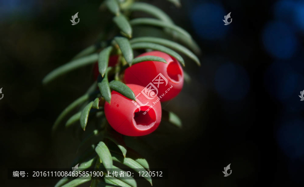 歐洲紅豆杉科；水果