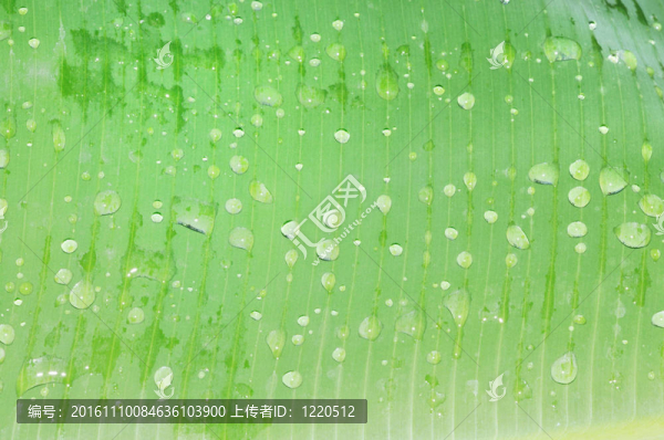 香蕉葉上的水滴
