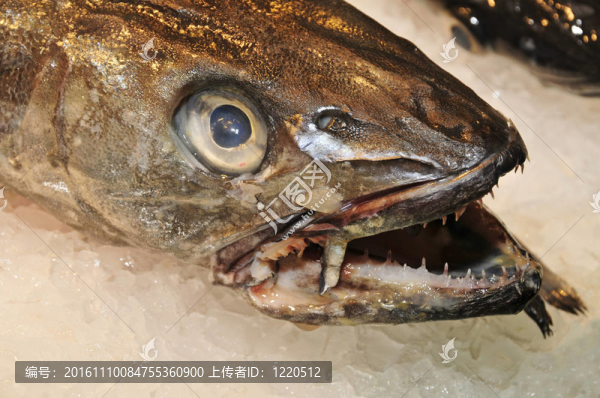 鱈魚(yú)