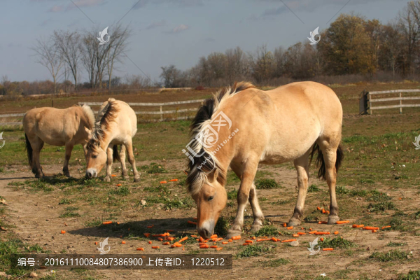 挪威峽灣馬