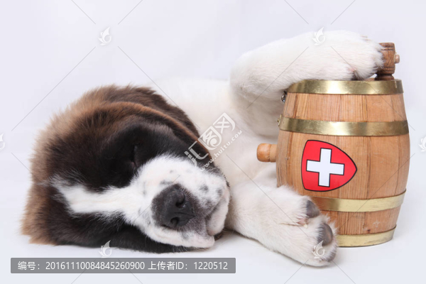 一只Saint,Bernard的小狗在脖子上放著救援桶