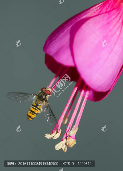 鼠尾蛆