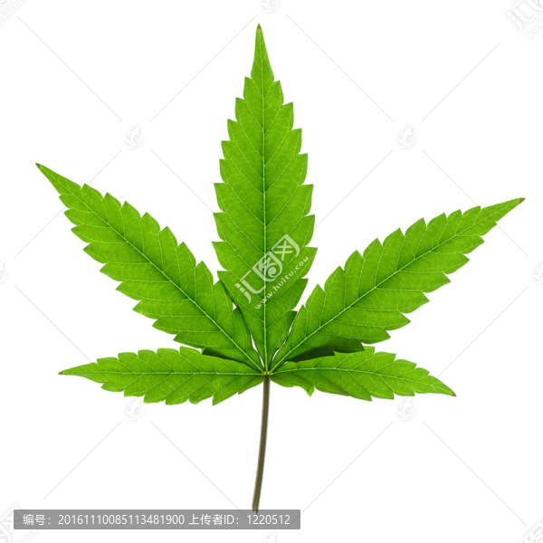 白色背景下的大麻葉。