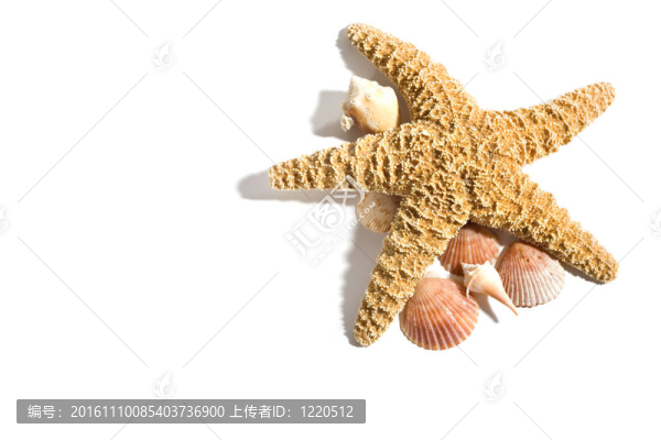 海星的海灘度假