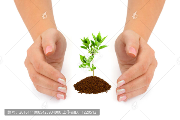 手和植物