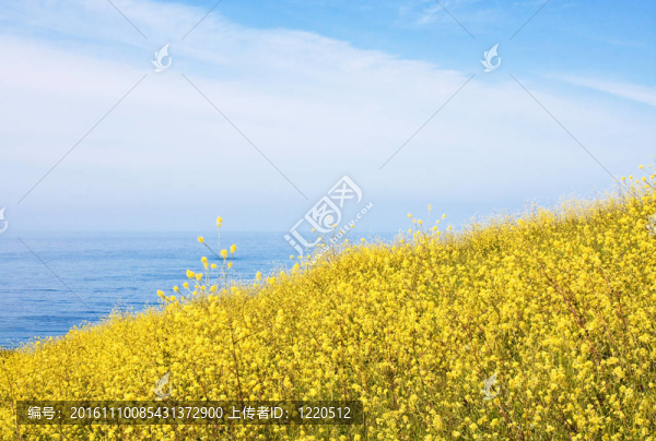 芥末場(chǎng)和Ocean
