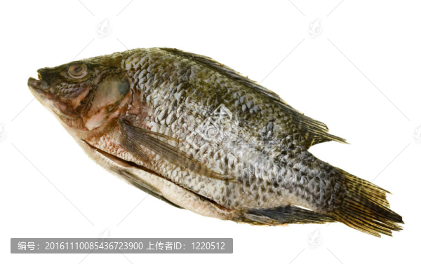 羅非魚(yú)內(nèi)臟