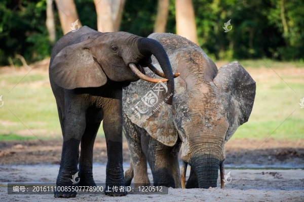 非洲森林大象（Loxodonta,cyclotis）。