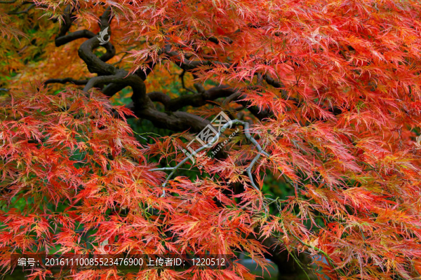 日本老紅蕾絲楓葉3