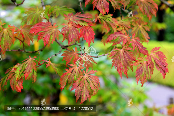 日本楓葉樹(shù)在秋天的顏色