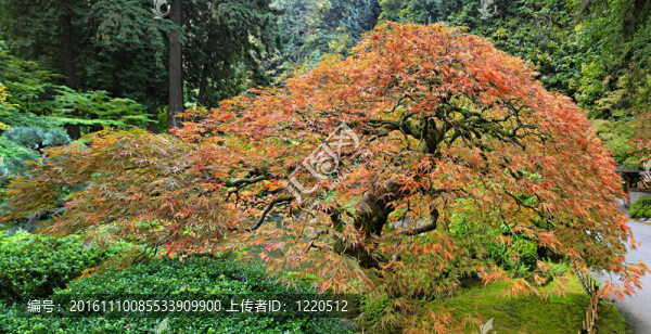 老日本紅花邊楓葉樹(shù)全景