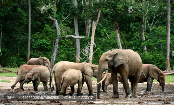 非洲森林大象（Loxodonta,cyclotis）。