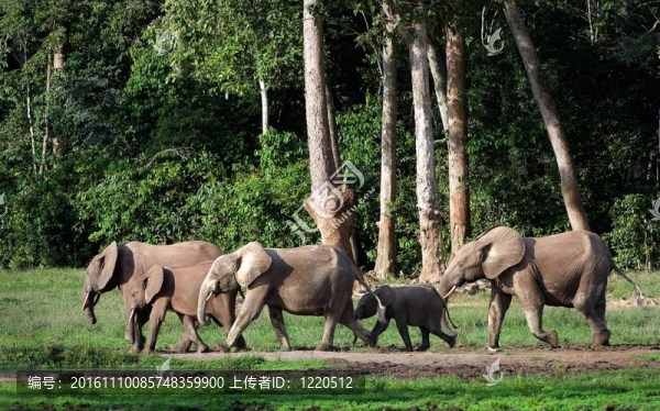 非洲森林大象（Loxodonta,cyclotis）。