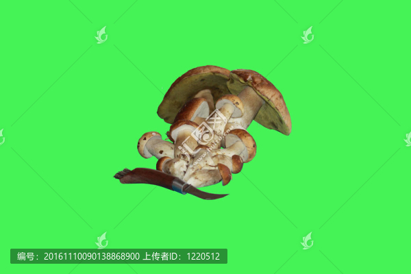 蘑菇