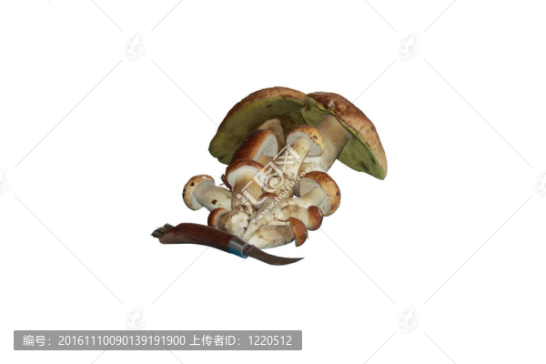 蘑菇