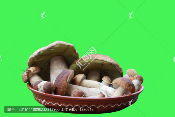 蘑菇