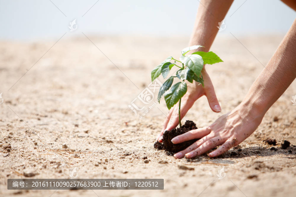 植物護理