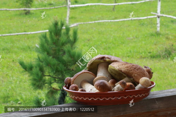 蘑菇