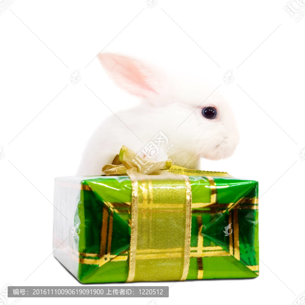 帶禮品盒的兔子