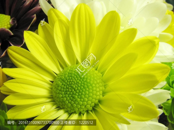 紫苑-匯圖網(wǎng) www.fosd68.com 紫苑