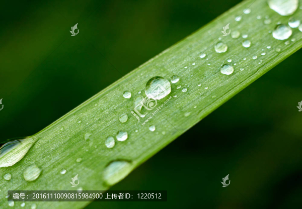 新鮮草與露水