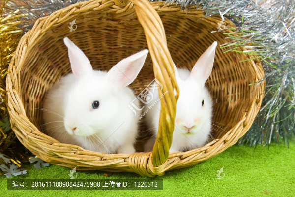 兔子在籃子里