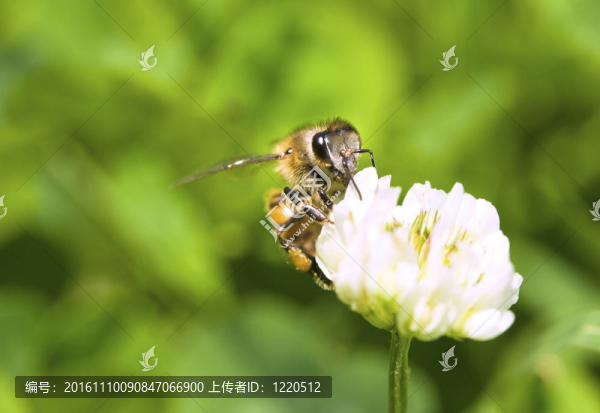 蜜蜂的白色的花