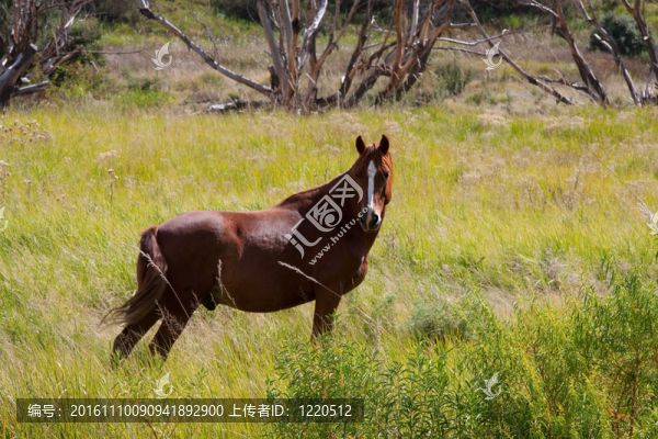 棕色的馬