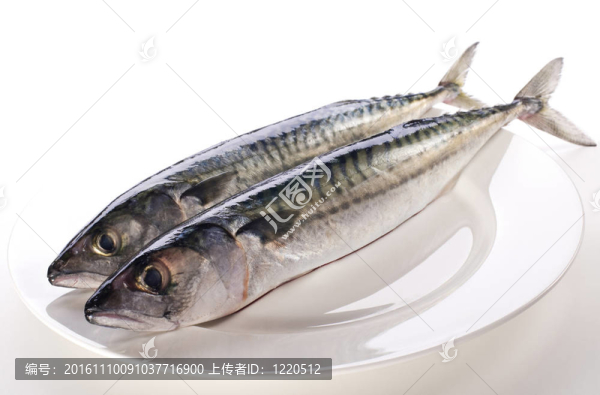 鯖魚