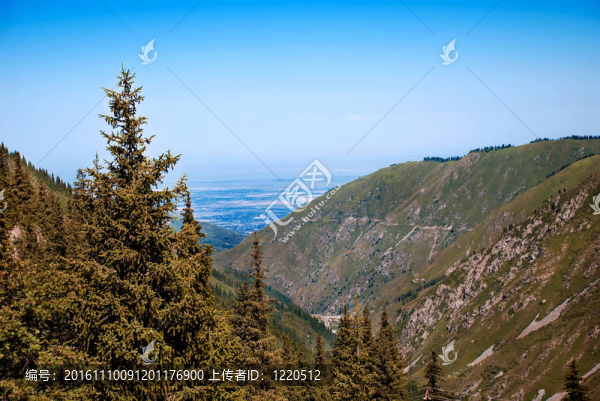ALP